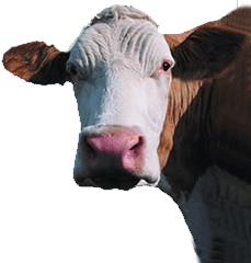 Cow